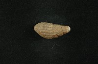 藏品(瘤蜷)的圖片